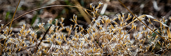 Laguna Meadows 02/23/21