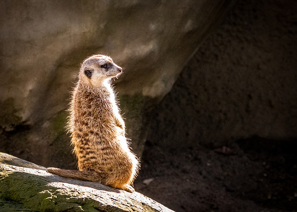 San Diego Zoo 12/27/19
