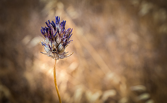 Upper Table Rock 07/2019