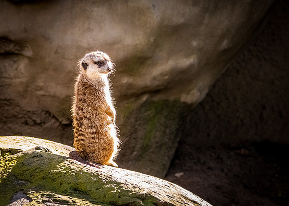 San Diego Zoo 12/27/19