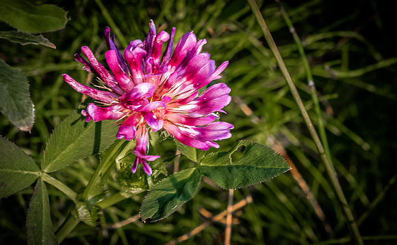 Oregon Coast 07/2019