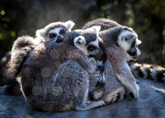 San Diego Zoo 12/27/19