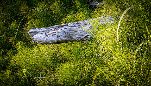 Oregon Coast 07/2019