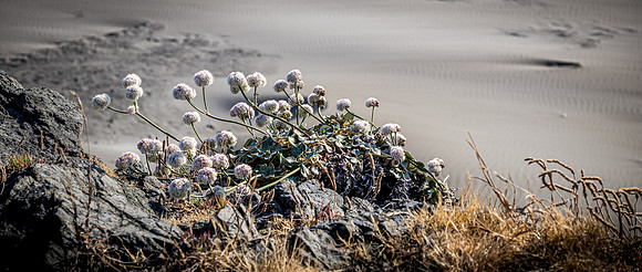 Coast Route 07/2019