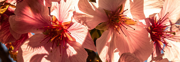 Japanese Friendship Garden 03/25/22