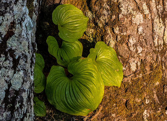 Oregon Coast 07/2019