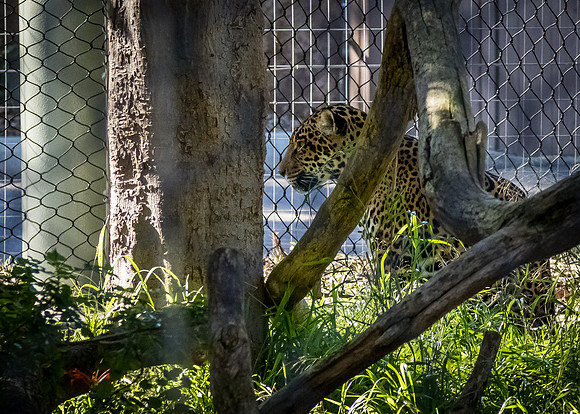 San Diego Zoo 12/27/19