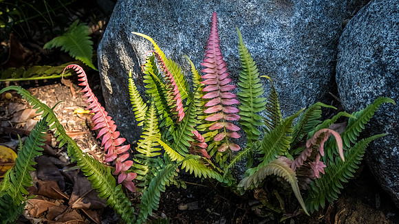 San Diego Zoo 12/27/19