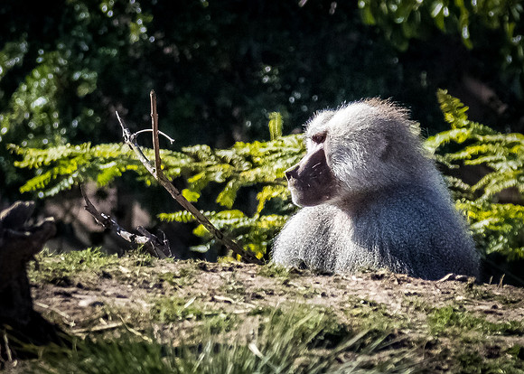 San Diego Zoo 12/27/19