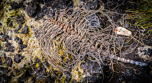 Coast Route 07/2019