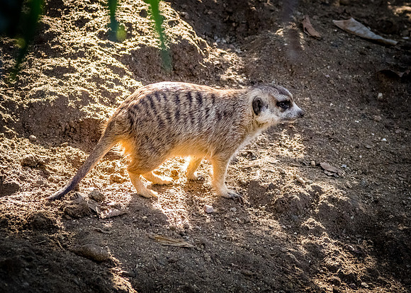 San Diego Zoo 12/27/19