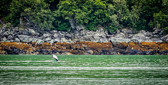 Glacier Bay