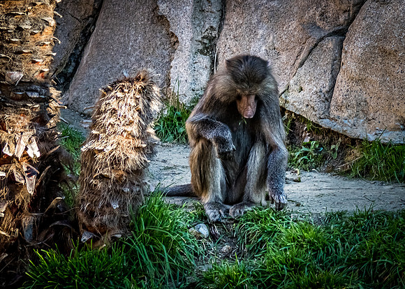 San Diego Zoo 12/27/19