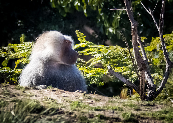 San Diego Zoo 12/27/19