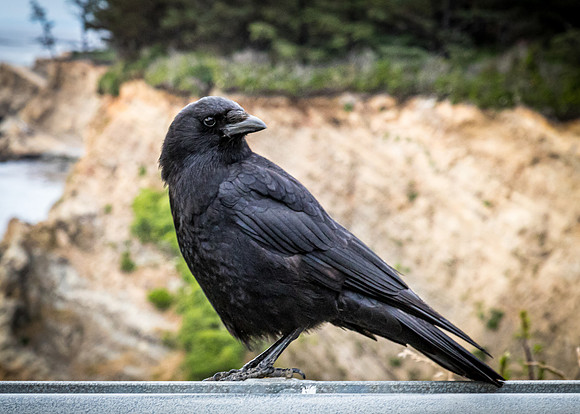 Coast Route 07/2019