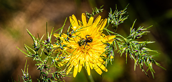 Laguna Meadows 05/20/24