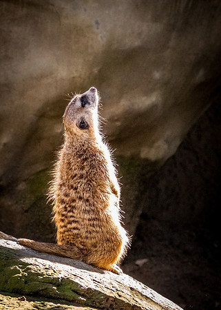 San Diego Zoo 12/27/19