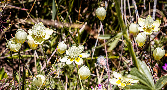 Laguna Meadows 05/20/24