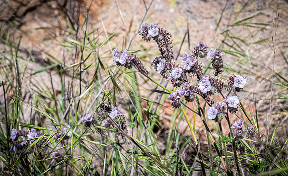 Mission Trails Regional Park 03/18/22
