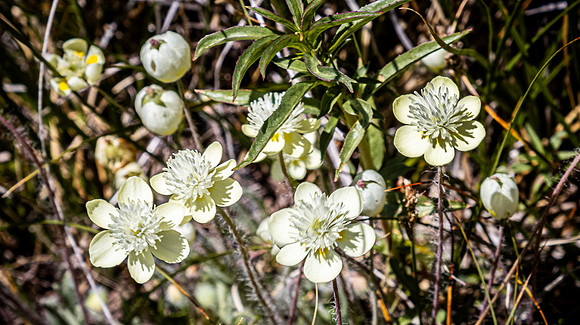 Laguna Meadows 05/20/24