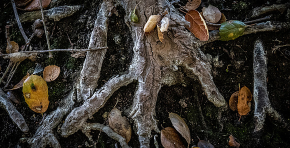 Los Penasquitos County Preserve 12/26/20