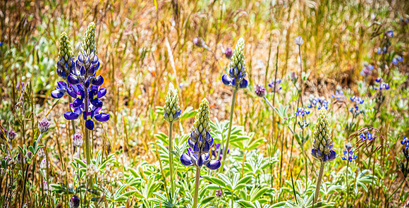 Laguna Meadows 05/20/24