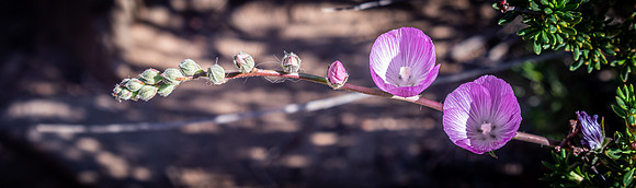 Mission Trails Regional Park 03/18/22