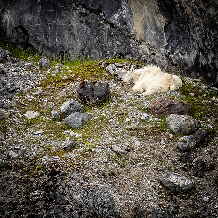 Glacier Bay