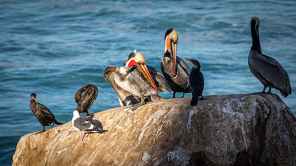 La Jolla Cove 01/09/19