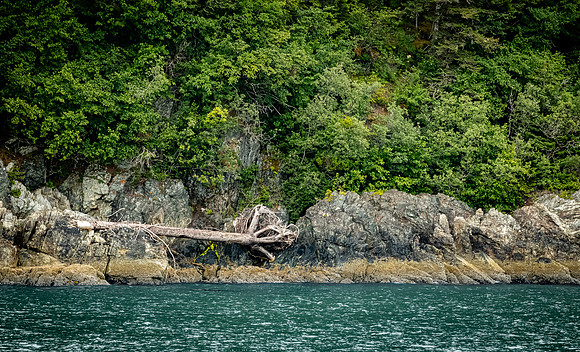 Glacier Bay