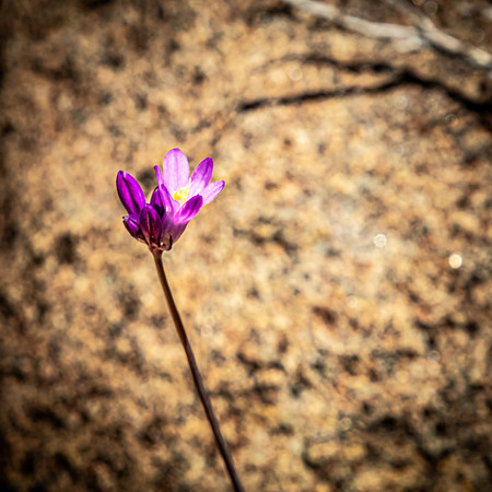 Laguna Meadows 05/20/24