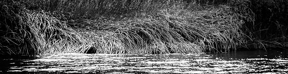 Colorado River, Yuma 04/2021