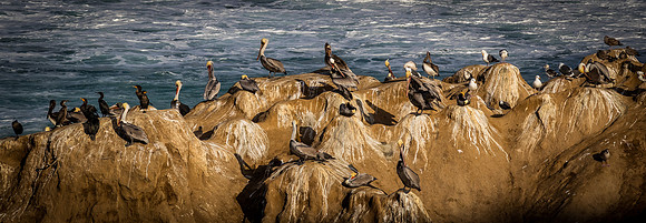 La Jolla Cove 01/09/19