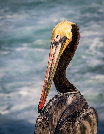 La Jolla Cove 01/09/19