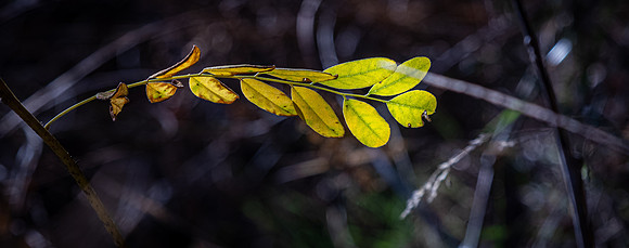 Los Penasquitos County Preserve 12/26/20