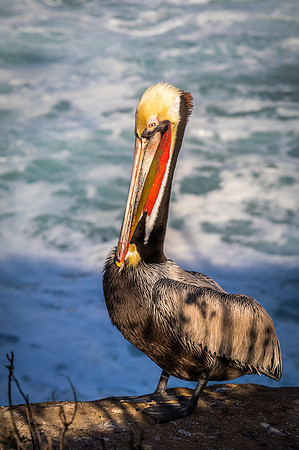 La Jolla Cove 01/09/19