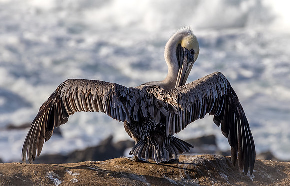 La Jolla Cove 01/09/19
