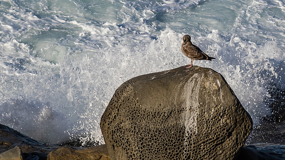 La Jolla Cove 01/09/19