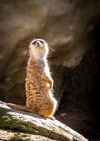 San Diego Zoo 12/27/19