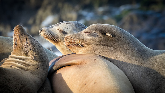La Jolla Cove 01/09/19