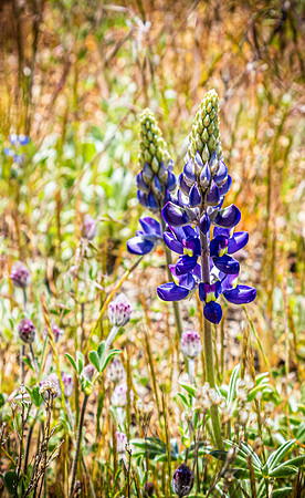 Laguna Meadows 05/20/24