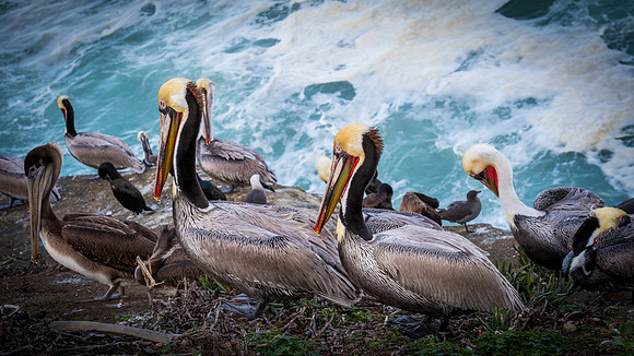 La Jolla Cove 01/09/19