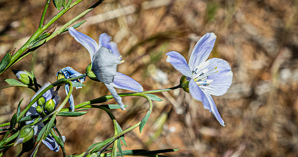Laguna Meadows 05/20/24