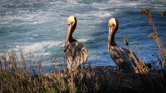 La Jolla Cove 01/09/19