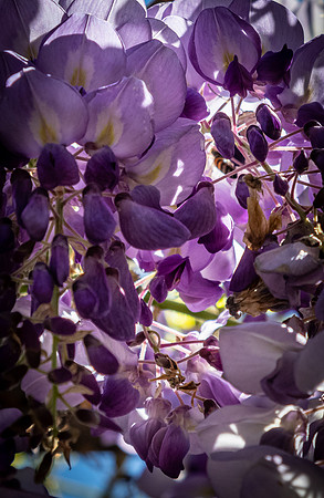 Japanese Friendship Garden 03/25/22