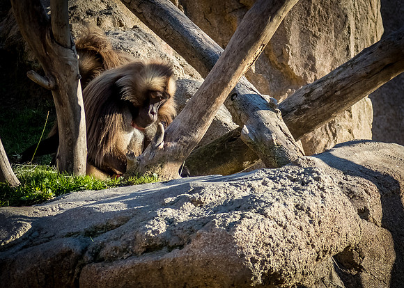 San Diego Zoo 12/27/19