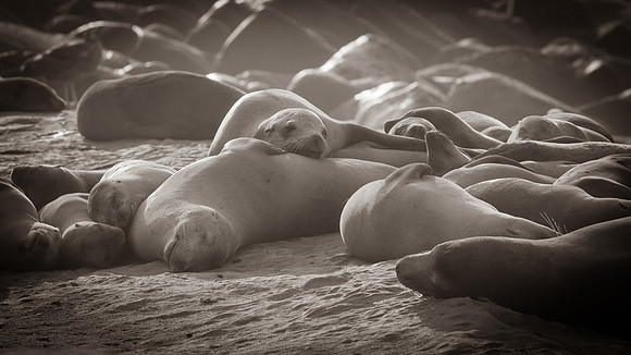 La Jolla Cove 01/09/19