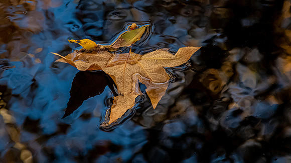 Los Penasquitos County Preserve 12/26/20