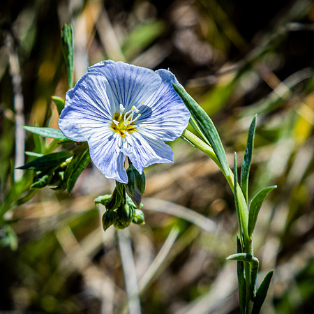 Laguna Meadows 05/20/24