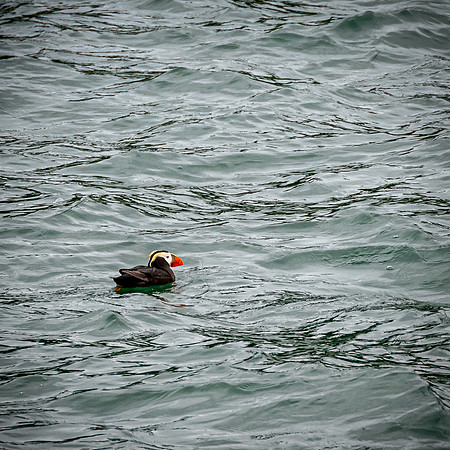 Glacier Bay